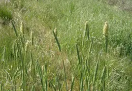 Canal Trail 2007