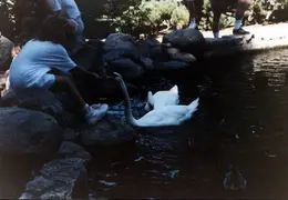 Shakespeare Festival 1986