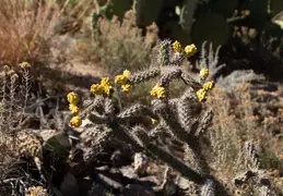 Arizona-Sonora Desert Museum 20231213