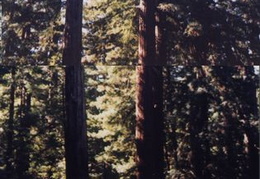 Big_Basin_Redwoods_State_Park