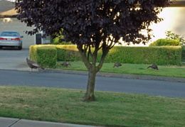 Animals