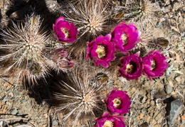 Cacti_Blooming_Eagles_Nest_20220331