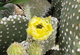 Cactus_Flowers_20230412