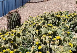 Cactus_Flowers_20230420