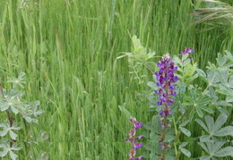 Canal_Trail_Flowers_2006