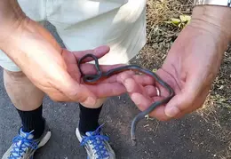 Animals